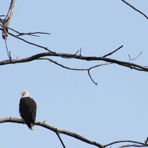 On Eagle Watch