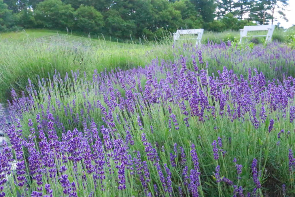 Lavender plans at Rowley Creek Lavender Farm in Baraboo, Wisconsin.