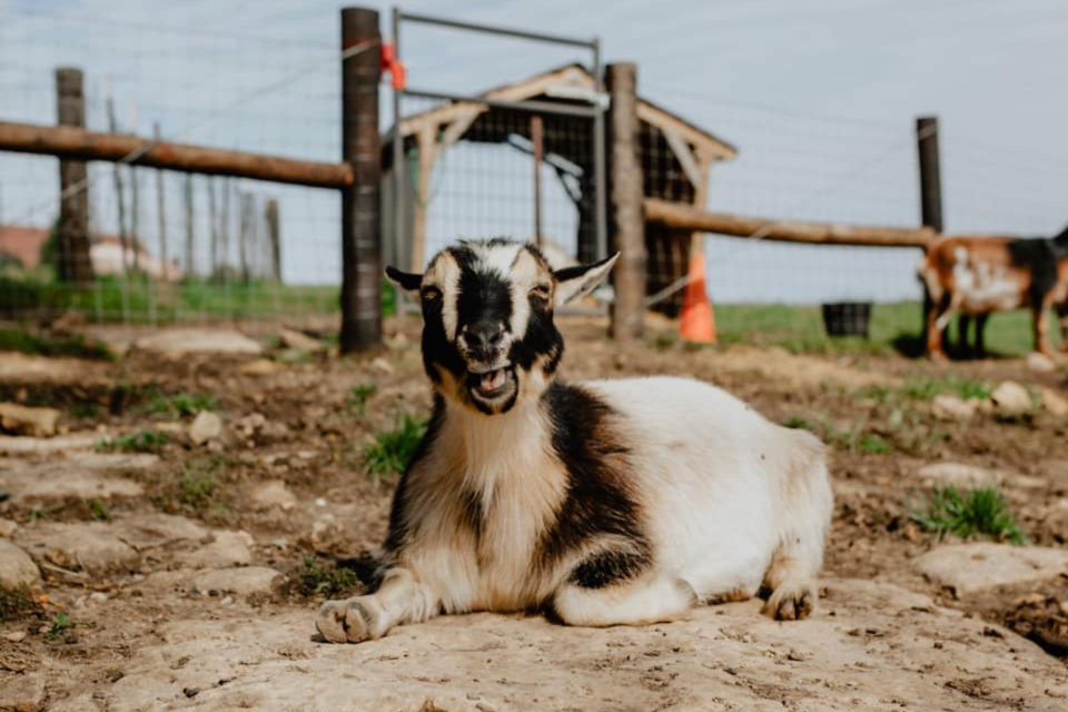 A goat at Heartland Farm Sanctuary in Verona, Wisconsin.