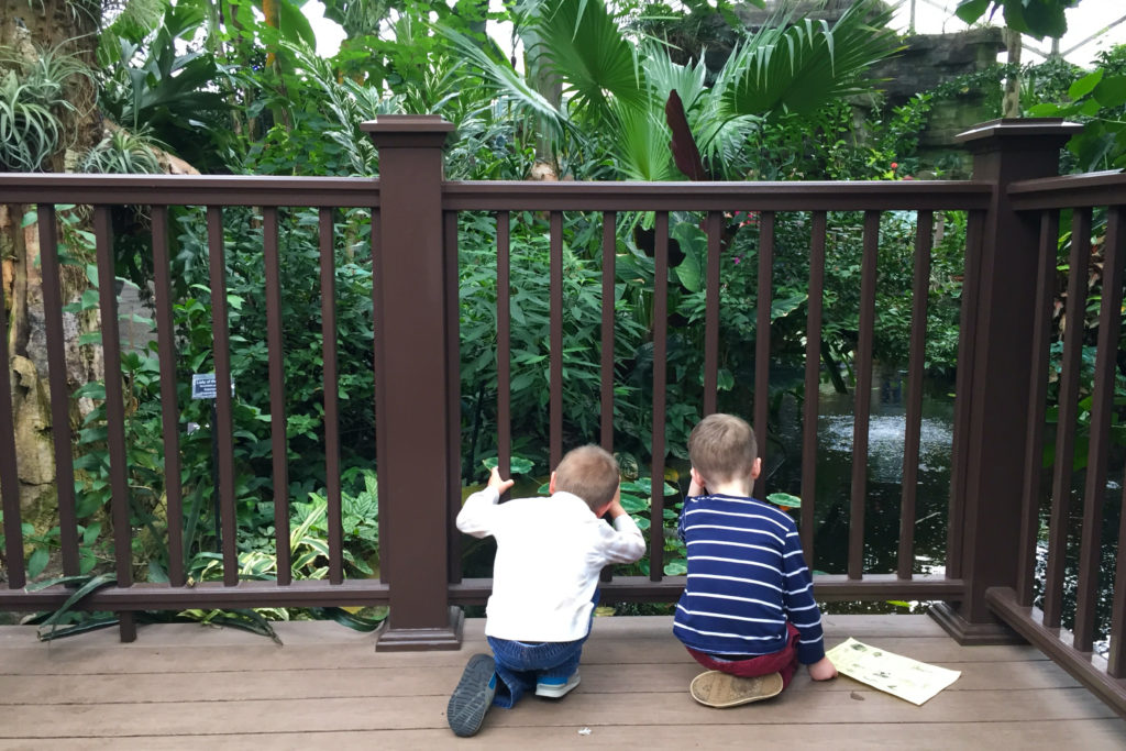 Boys look out from a bridge inside the Domes in Milwaukee.