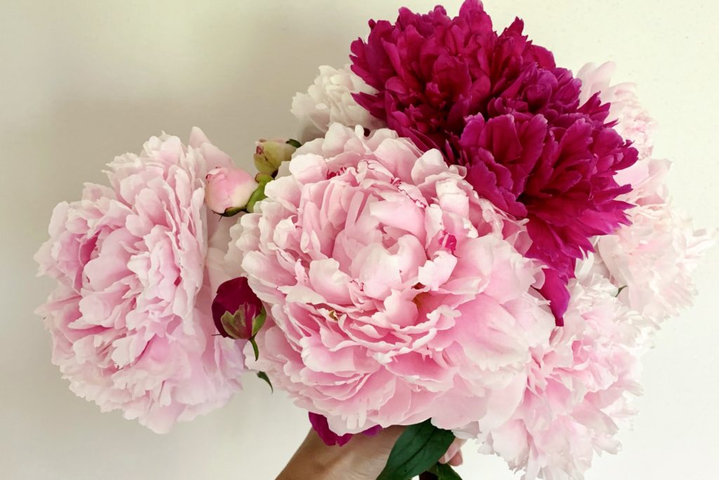 A bouquet of peonies.