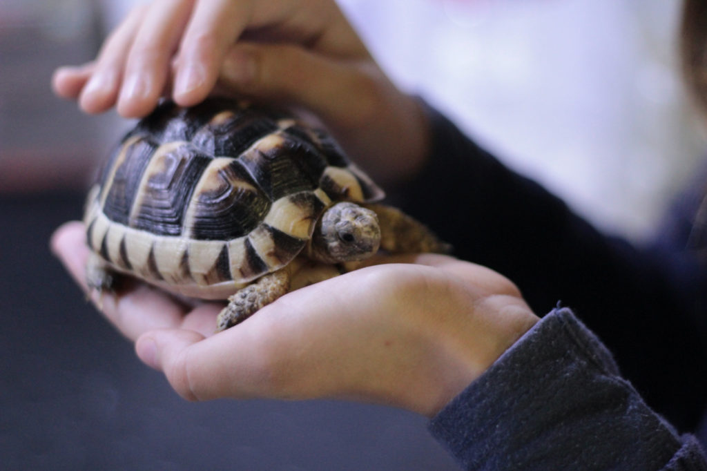 A child holds a small turtle.