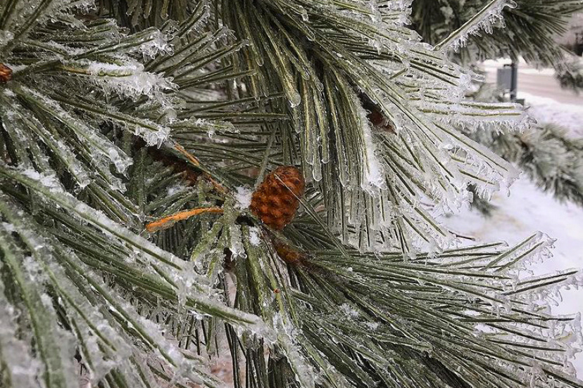 An evergreen branch covered with snow and ice.