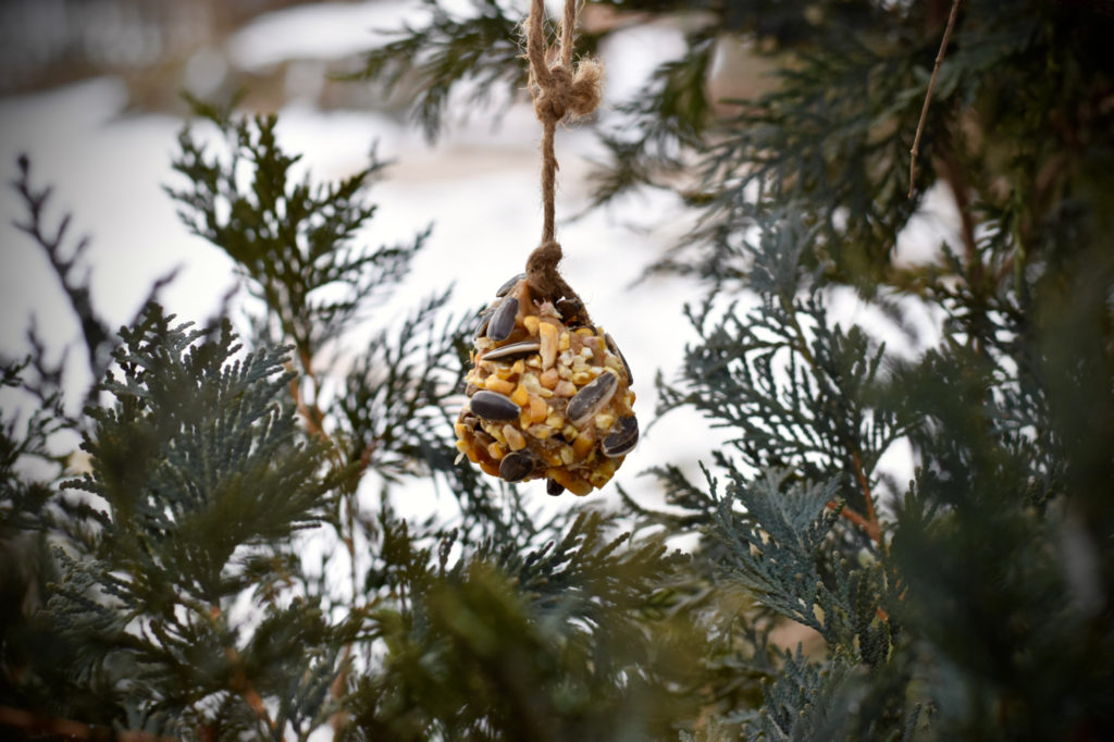 A homemade pinecone bird feeder hangs in an evergreen tree.