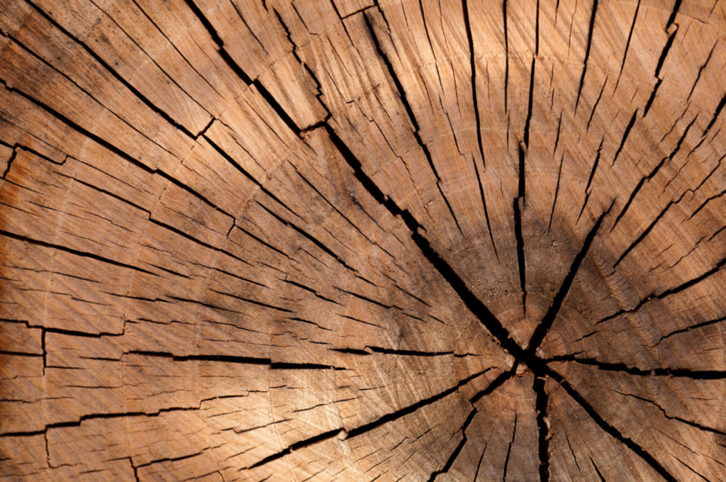 A close-up photograph of a log.