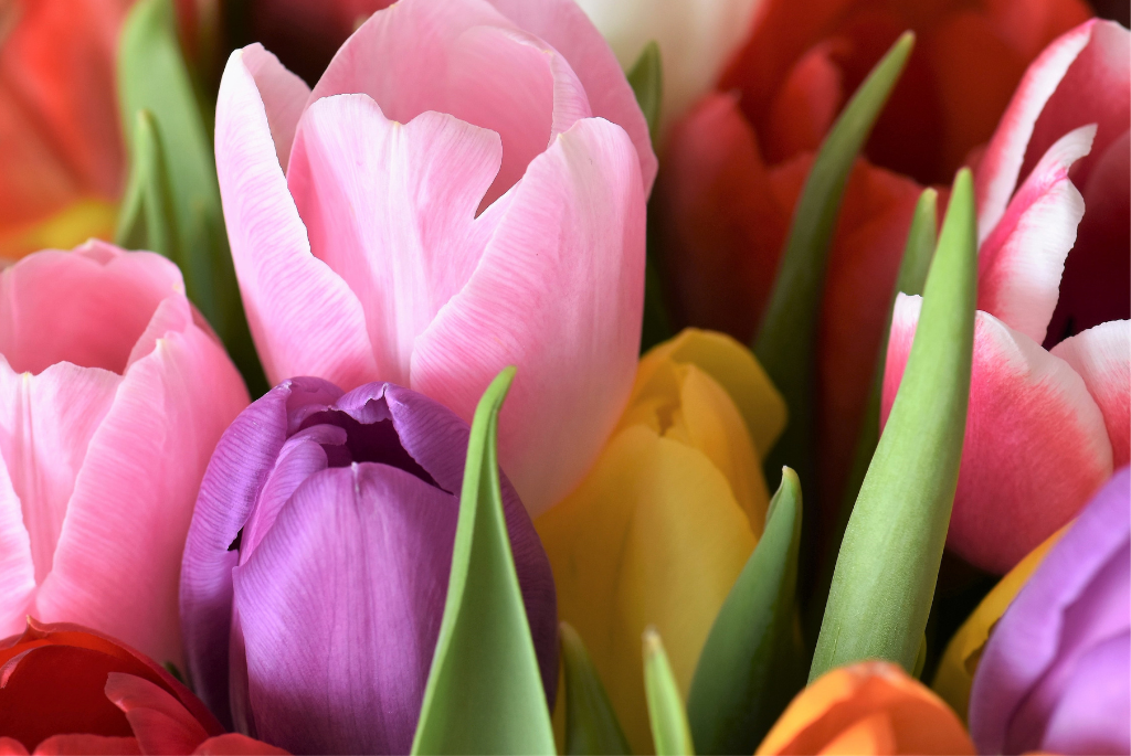 A close-up view of colorful tulips.