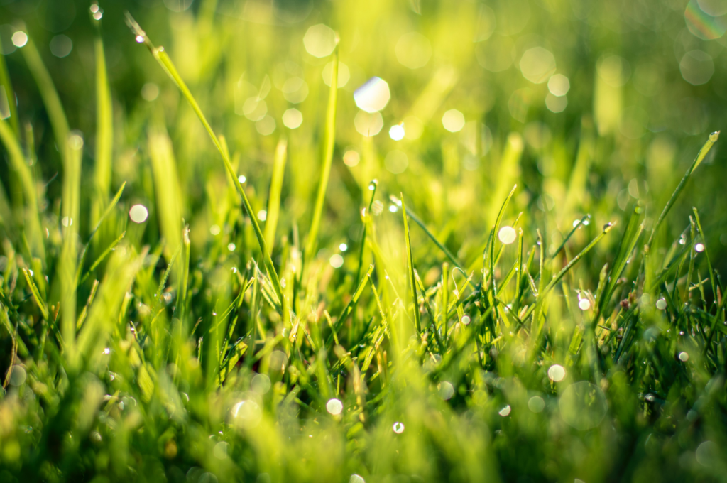 Sunshine and dew on green grass.