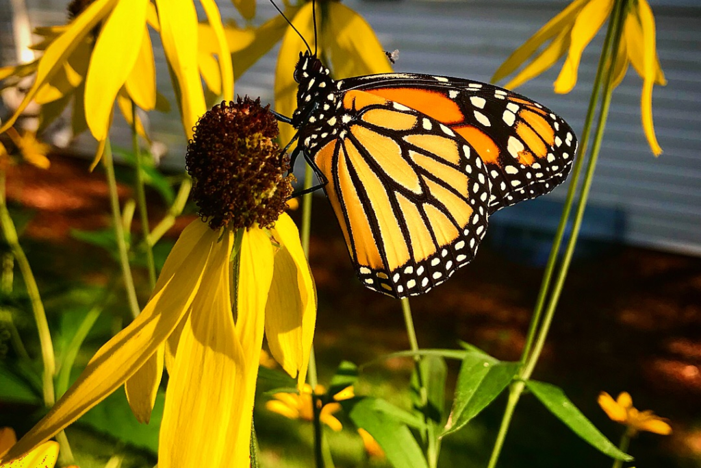 A monarch butterfly rests on a yellow flower.