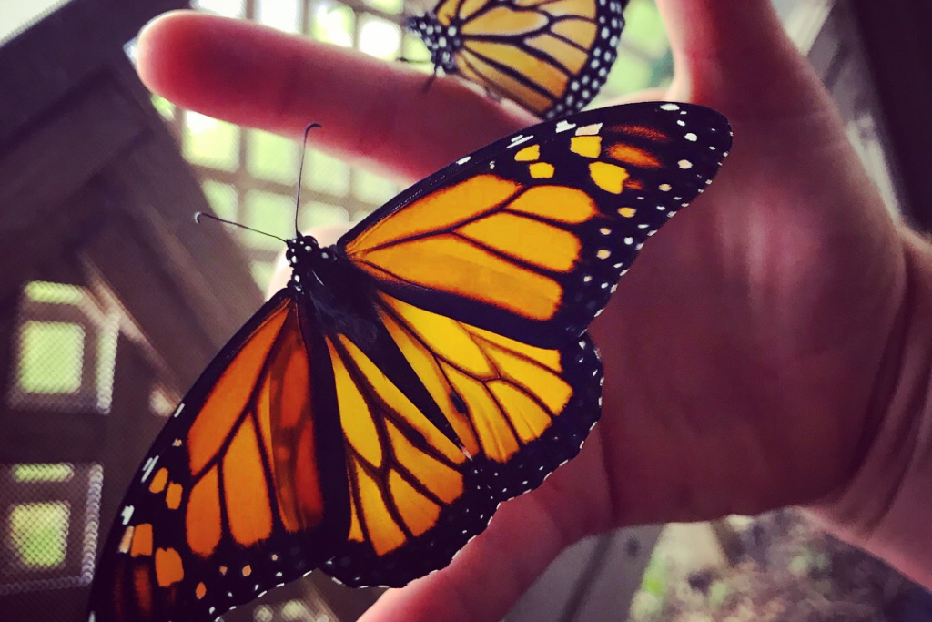 Two monarch butterflies spread their wings.