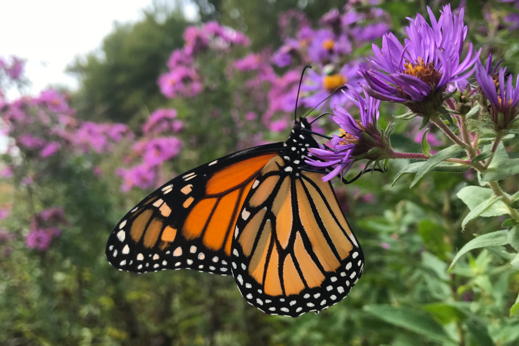 A monarch butterfly hangs onto a flowering plant.