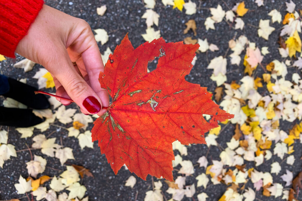 A woman's hand holds a bright red leaf while yellow leaves lie underfoot.