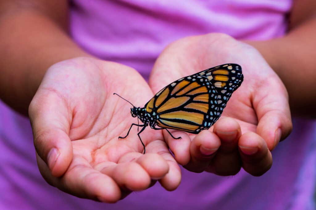 A child holds a monarch butterfly in her hands.